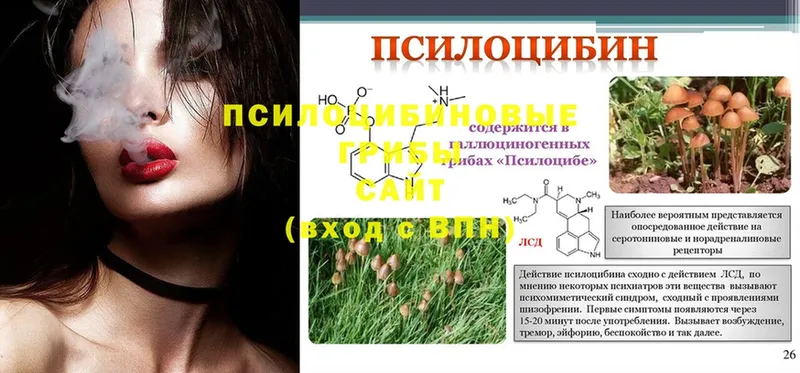 KRAKEN ССЫЛКА  Гудермес  Галлюциногенные грибы Psilocybine cubensis  купить наркотики сайты 